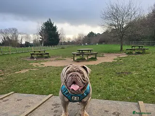 English Bulldog dogs Lowkey *Proven stud* RARE DNA, top blood lines - Advert 3