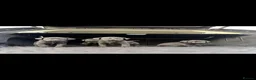 Labrador Retriever dogs for sale: 4 KC reg Labrador puppies for sale  in Whitchurch - Advert 3