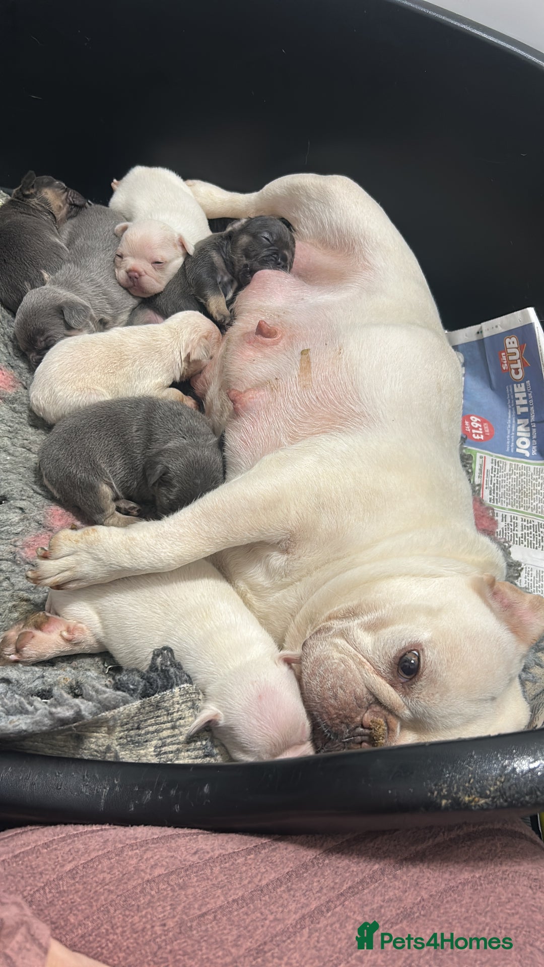 French Bulldog dogs for sale: DWKC registered French bulldog puppies  - Image 13