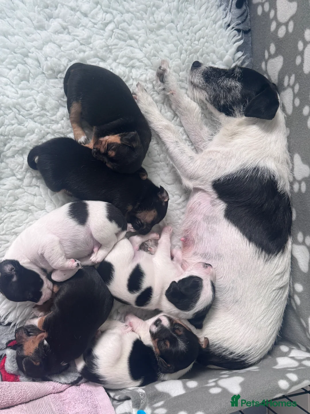 Jack Russell dogs for sale: Jack Russell pups broken/rough coated - Advert 1