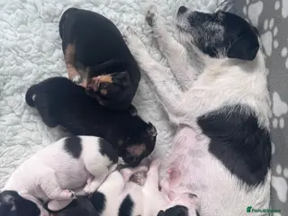 Jack Russell dogs Jack Russell pups broken/rough coated - Advert 1