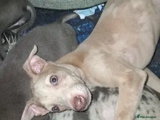 Italian Greyhound dogs Italian greyhound / whippet - Advert 2