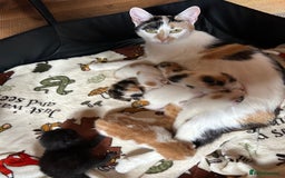 Mixed Breed cats for sale: Baby kittens for sale - Image 20