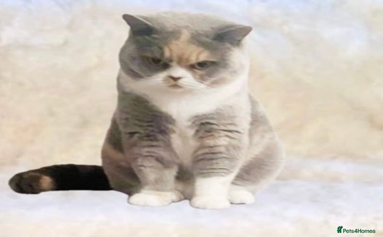 British Shorthair cats in Ferndale - Advert 8