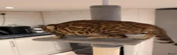 Bengal cats for sale: Retired Male Bengal Seeking Forever Home - Advert 13