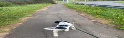 English Springer Spaniel dogs for sale: Kc reg springer spaniel bitch in Huntingdon - Advert 2