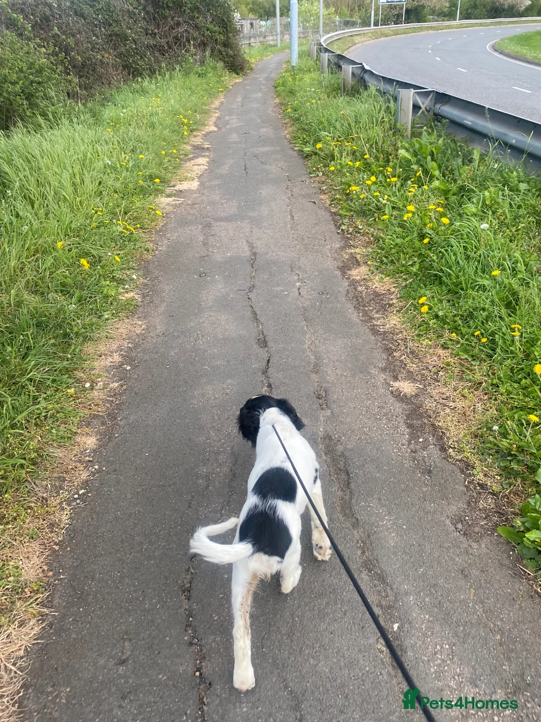 English Springer Spaniel dogs for sale: Kc reg springer spaniel bitch in Huntingdon - Advert 2