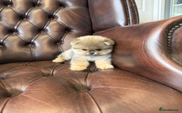 Pomeranian dogs for sale: Last female teddy face Pomeranian  - Image 1
