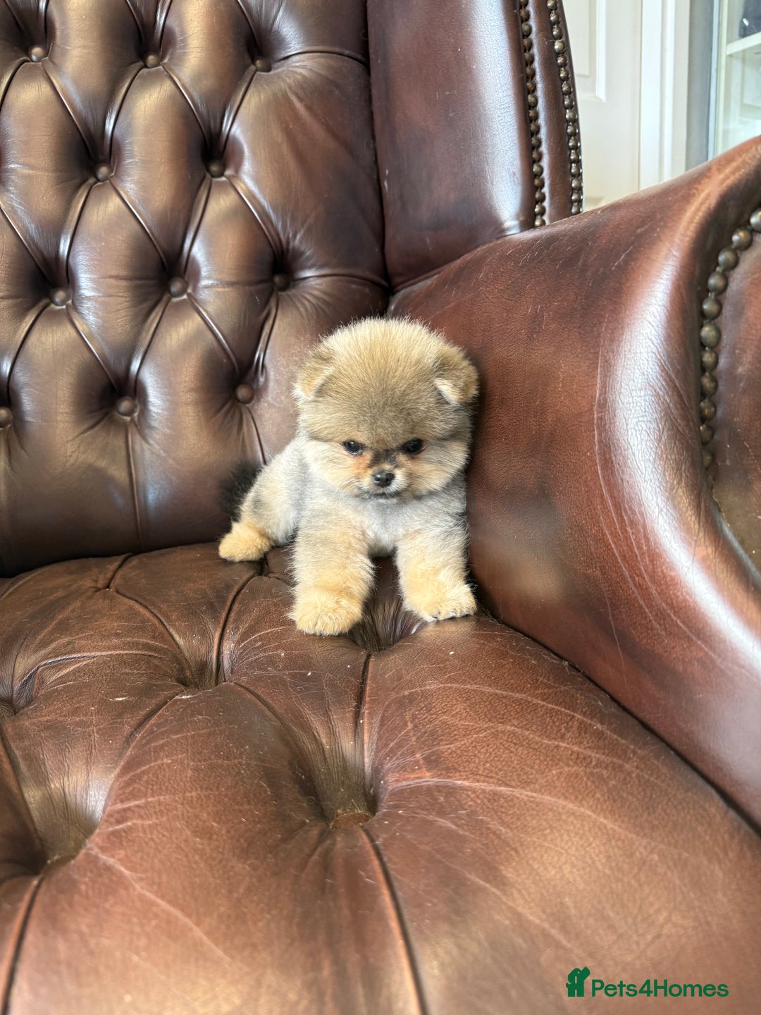 Pomeranian dogs for sale: Last female teddy face Pomeranian  - Image 1