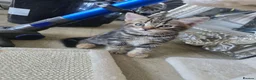 British Shorthair cats for sale: Tabby kittens in Sunderland - Advert 4