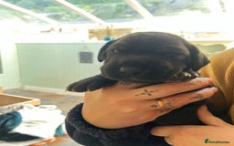Great Dane dogs for sale: Great Dane puppy’s  - Image 10