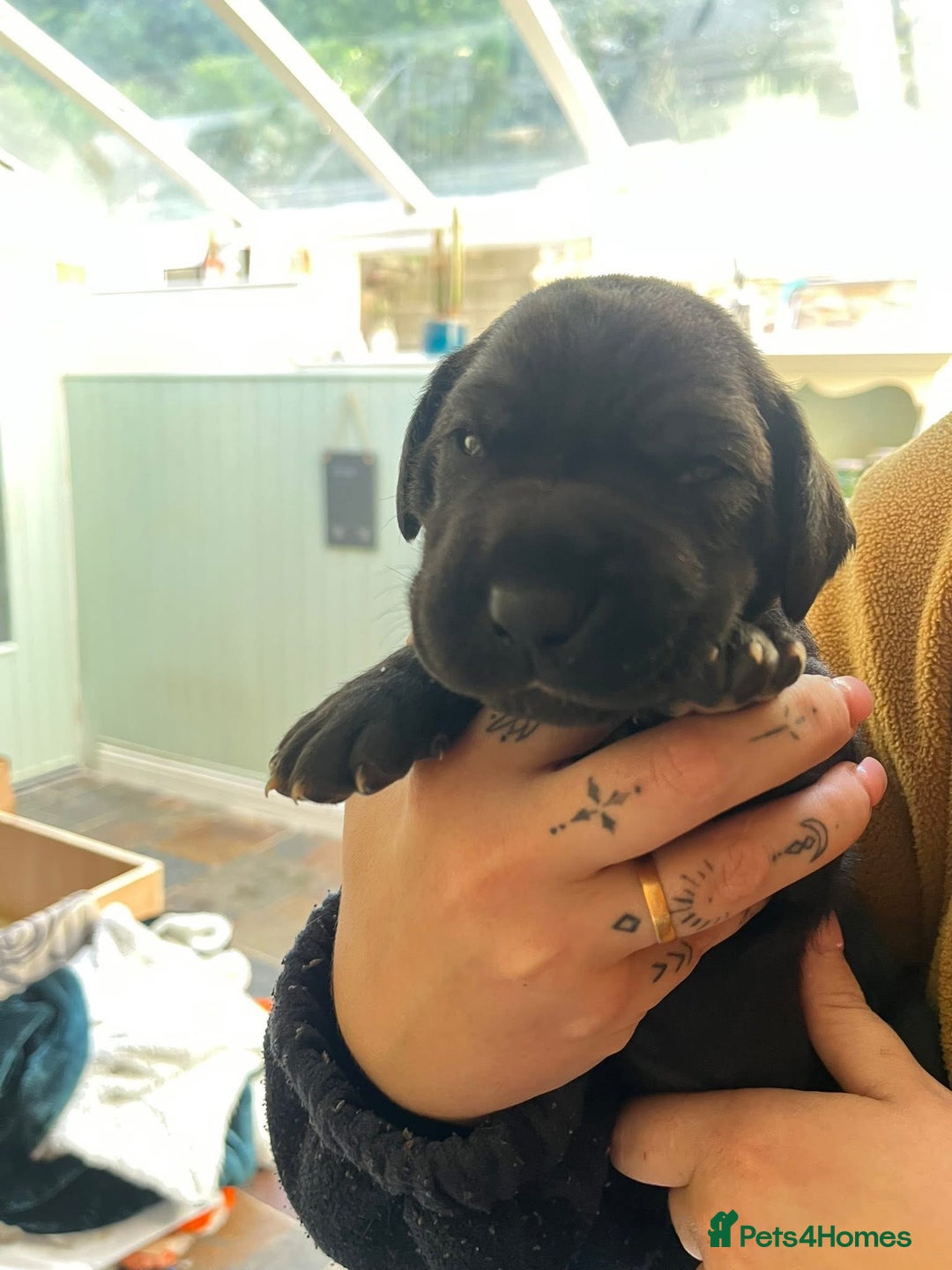 Great Dane dogs for sale: Great Dane puppy’s  - Image 10