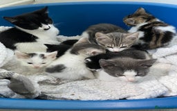 Mixed Breed cats for sale: 4 kittens  - Image 2