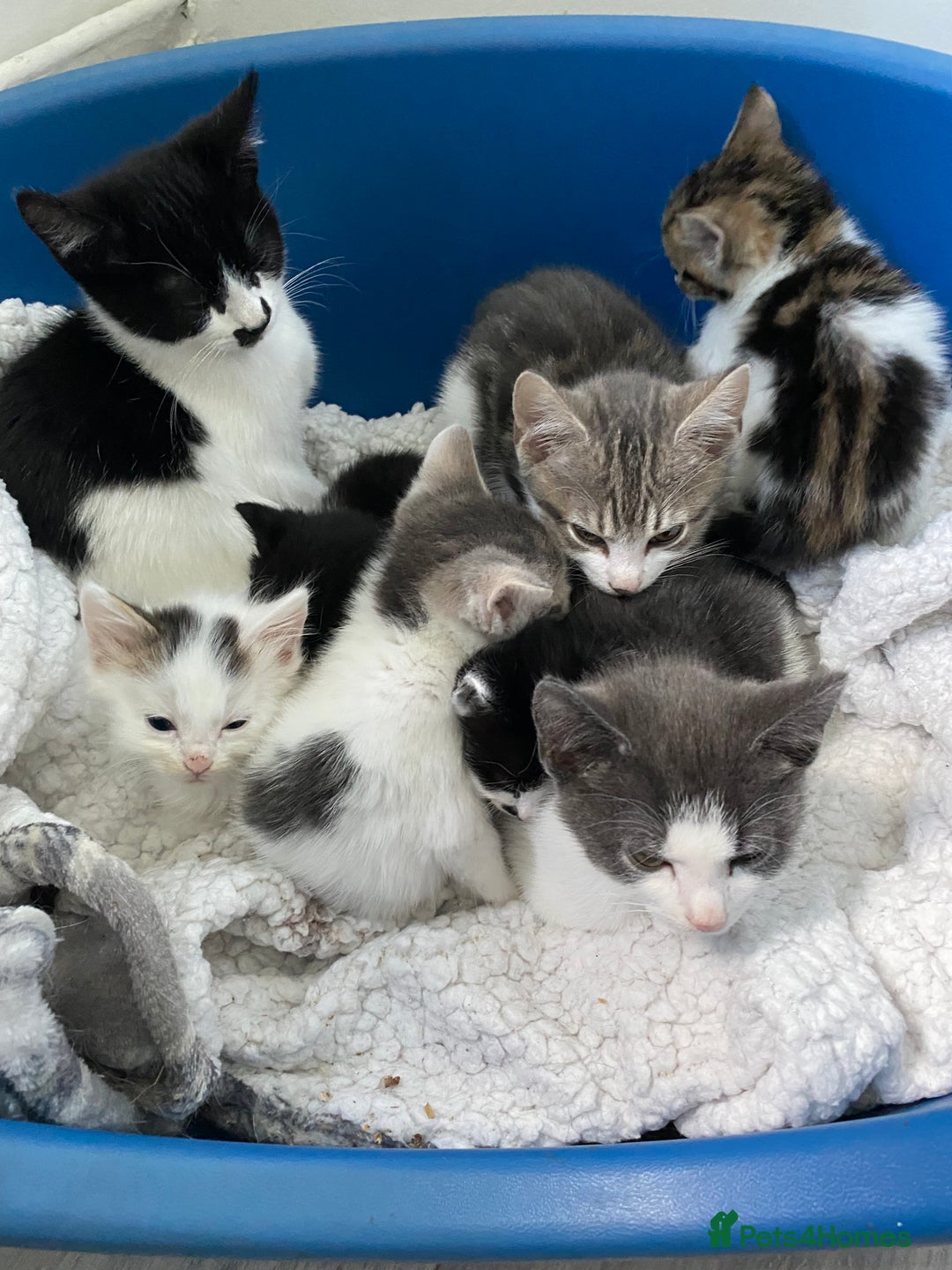 Mixed Breed cats for sale: 4 kittens  - Image 2