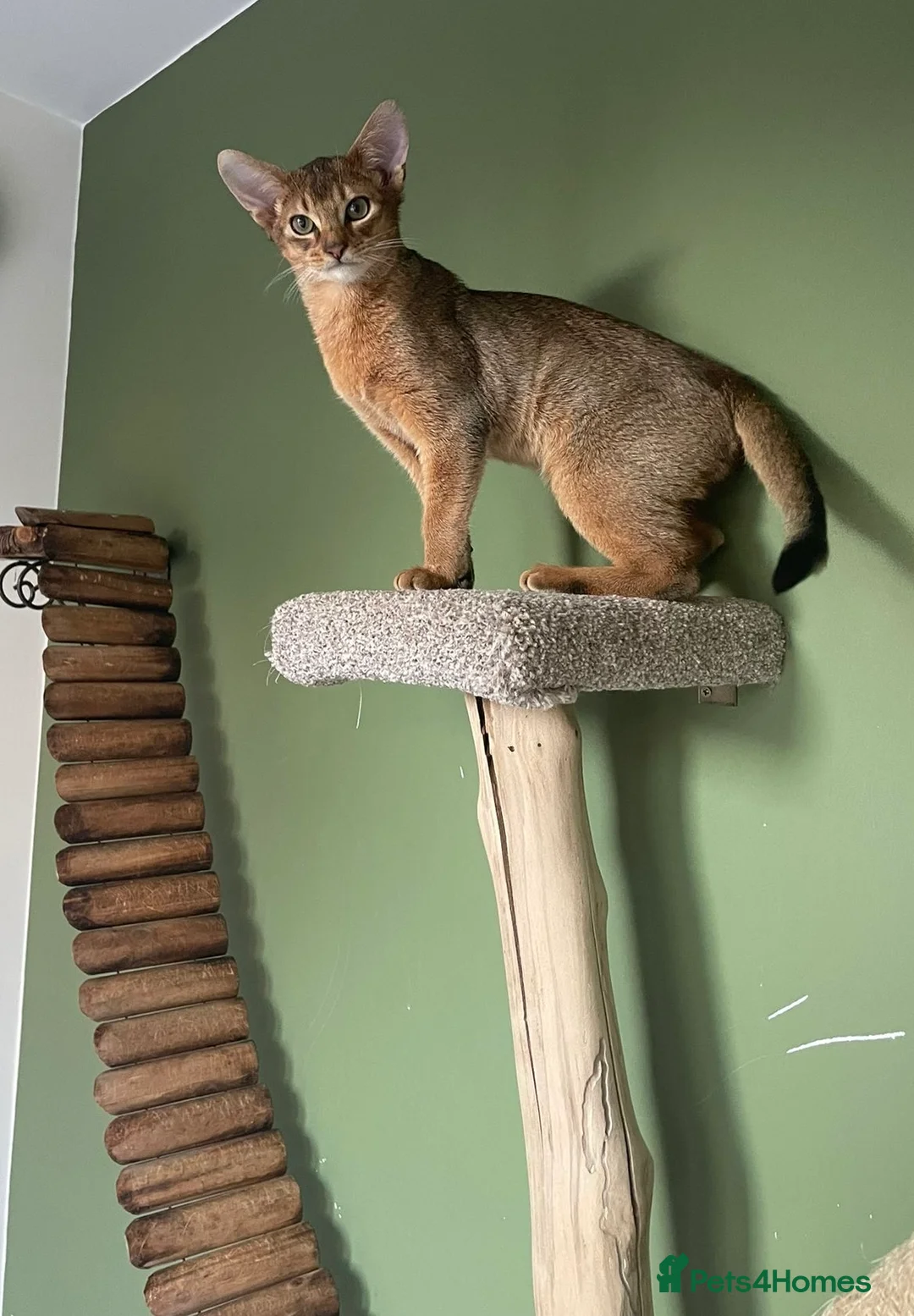 Abyssinian cats for sale: Abyssinian Kitten Boy and girl Tica Show Quality  - Advert 28