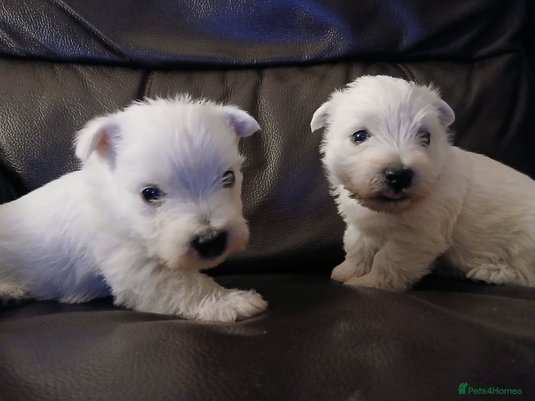 West Highland Terrier dogs for sale: 3 beautiful Westie pups - Advert 13