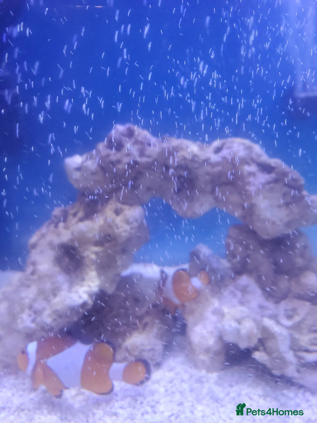 Live Bearers fish for sale: Pair of breeding Clown fish - Advert 1