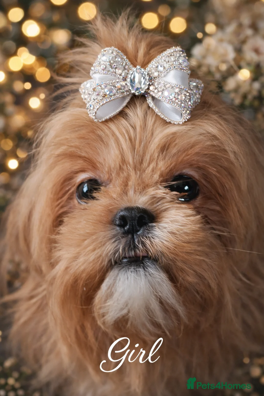 Shih Tzu dogs for sale: 💜 Imperial Shih Tzu – Lavender Apricot Girl KC - Advert 1