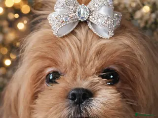 Shih Tzu dogs 💜 Imperial Shih Tzu – Lavender Apricot Girl KC - Advert 1