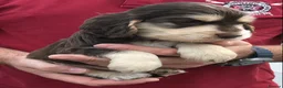 Cocker Spaniel dogs for sale: KC registered Show cocker spaniel  in King's Lynn - Advert 15