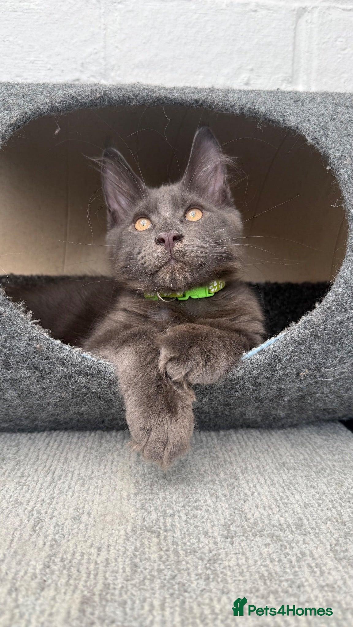 Maine Coon cats 🐾 TICA/ GCCF Maine Coon kittens 👑 READY NOW - Advert 3