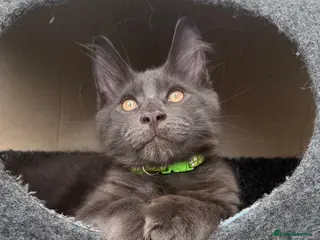 Maine Coon cats 🐾 TICA/ GCCF Maine Coon kittens 👑 READY NOW - Advert 3