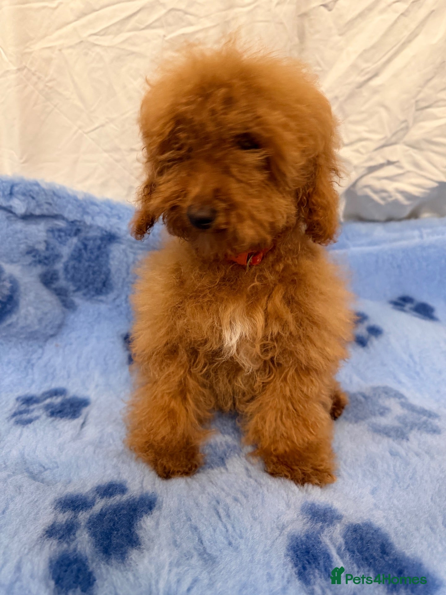 Toy Poodle dogs Toy poodle puppies - Advert 2