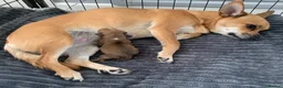 Chihuahua dogs for sale: Chihuahua 1 short haired beautiful boy - Advert 5