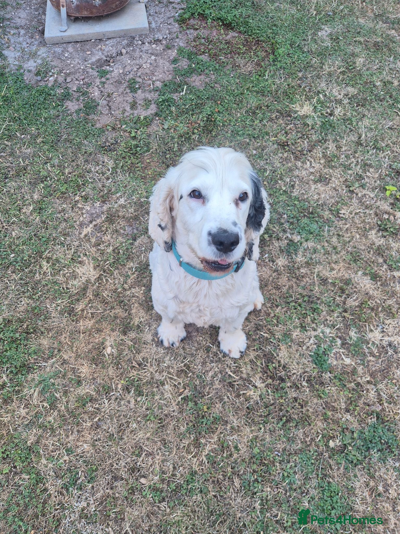 Cocker Spaniel dogs 7 yr old cocker spainel  - Advert 5