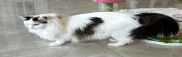 Ragdoll cats for sale: Beautiful Ragdoll kittens from European lines - Advert 17