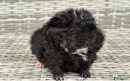 Guinea Pig rodents for sale: Lunkarya guinea pigs  - Image 1