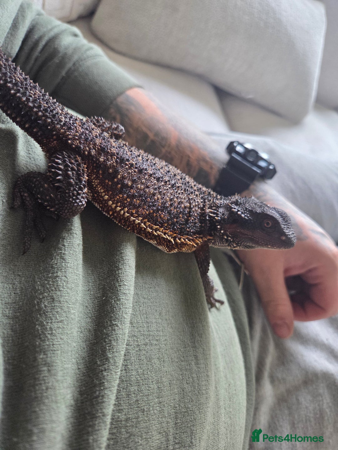 Bearded Dragon reptiles for sale: Bearded dragon and viv - Advert 5