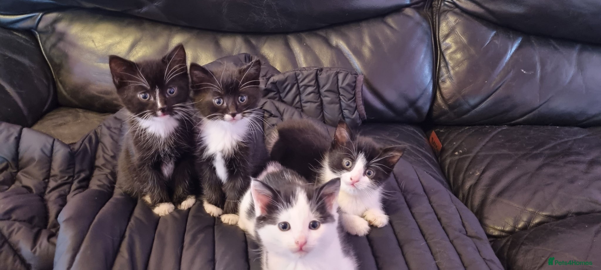 Mixed Breed cats 3 male kittens  - Advert 1