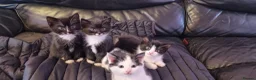 Mixed Breed cats for sale: 3 male kittens  - Advert 1