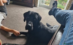 Labrador Retriever dogs for stud: Playful and handsome labrador retriever  - Image 4