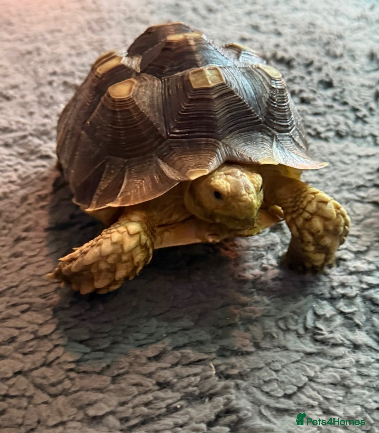 Tortoise reptiles  Hermann's & Sulcata Tortoises – Pair  - Advert 17