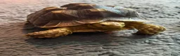 Tortoise reptiles for sale: Horsfield & Sulcata Tortoises – Pair  - Advert 2