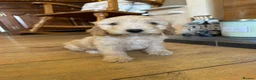 Cockapoo dogs for sale: F1b stunning cockapoos  - Advert 8