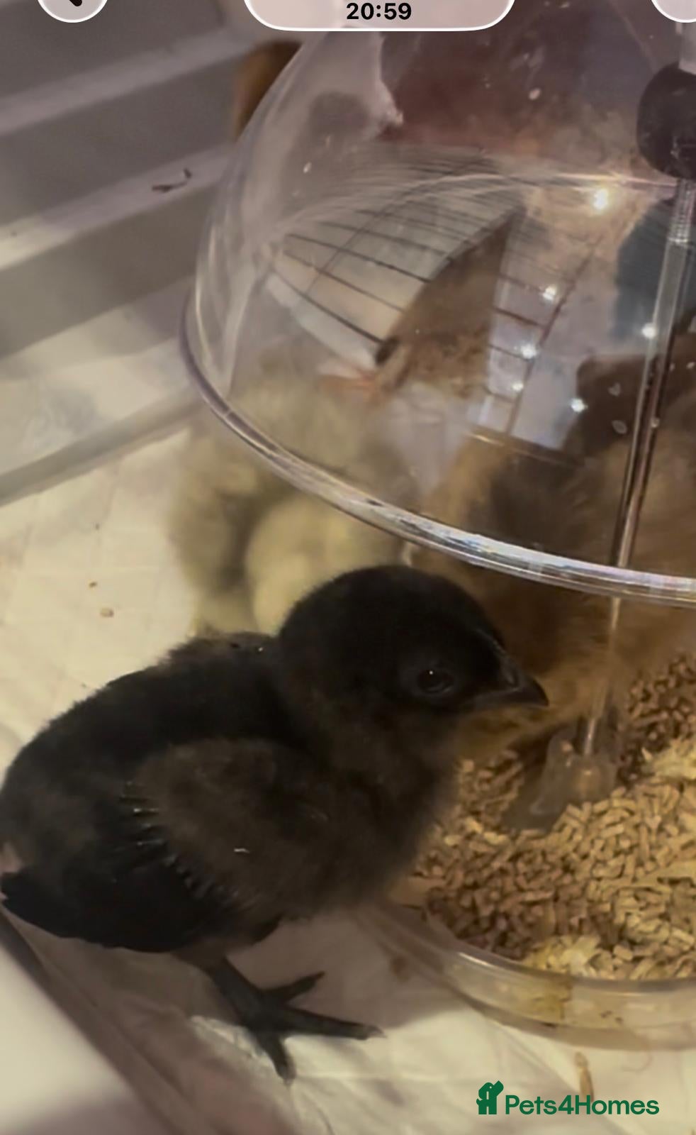 Chickens poultry ayam cemani 3 weeks old  - Advert 6