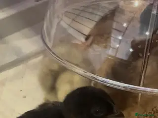 Chickens poultry ayam cemani 3 weeks old - Advert 6