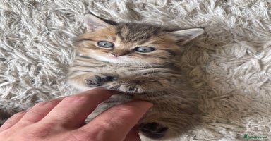 Scottish Fold cats - Advert 12