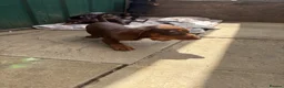 Dachshund dogs for sale: Absolutely gorgeous litter of 5 dachshund puppies - Advert 21