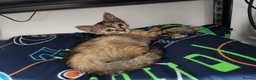 Bengal cats for sale: Mixed litter - Advert 7