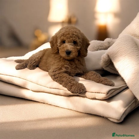 Australian Labradoodle dogs Only One Girl Left Australian Labradoodle Puppy - Advert 3
