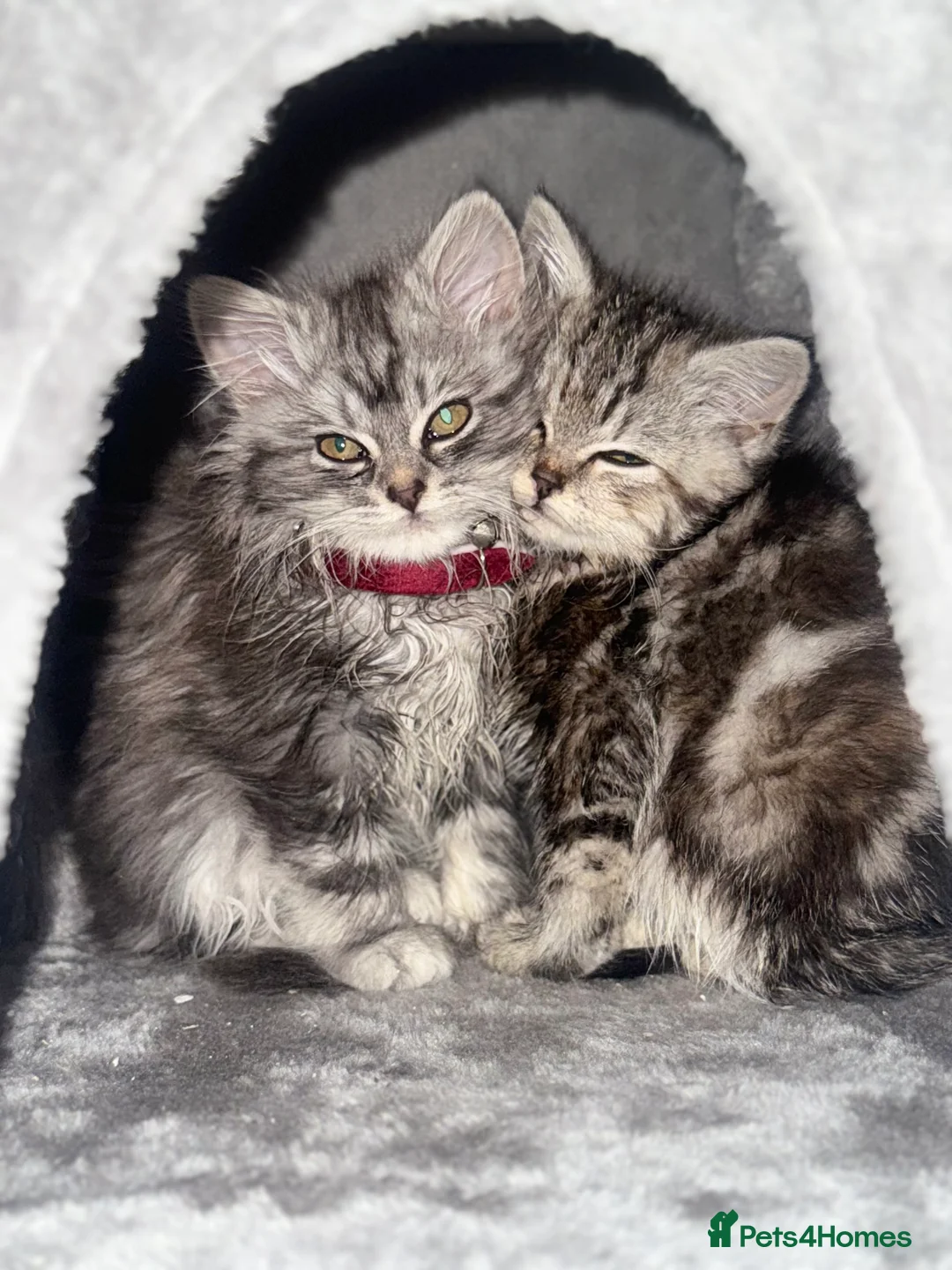 British Longhair cats for sale: My lovely friend is for sale  - Advert 16