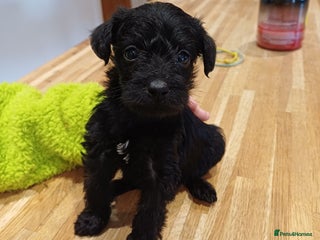 Schnoodle dogs LAST BOY LEFT - Schnoodles - Advert 3