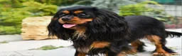 Cavalier King Charles Spaniel dogs for sale: Planned cavalier king charles spaniel litter  - Advert 8