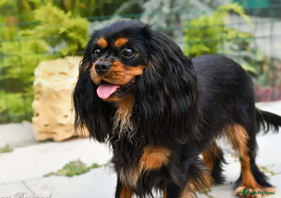 Cavalier King Charles Spaniel dogs for sale: Planned cavalier king charles spaniel litter  - Advert 8