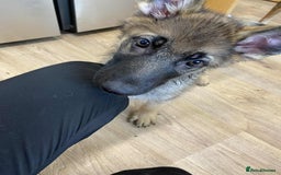 German Shepherd dogs for sale: German Shepherd puppies  - Image 2
