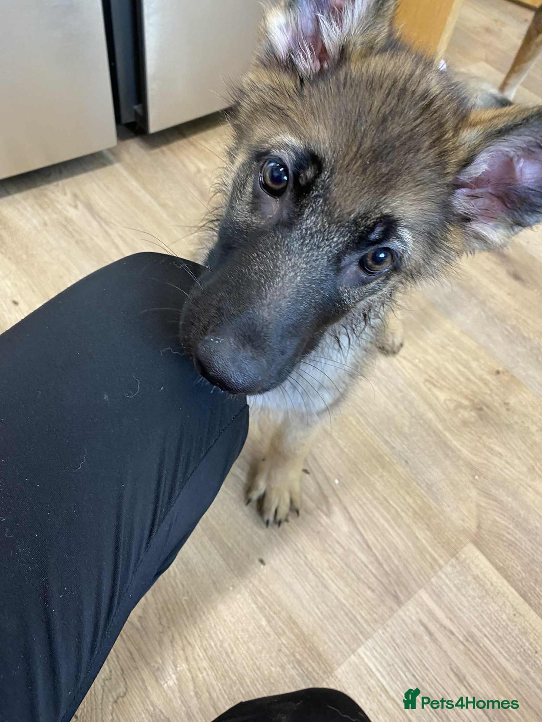 German Shepherd dogs for sale: German Shepherd puppies  - Image 2
